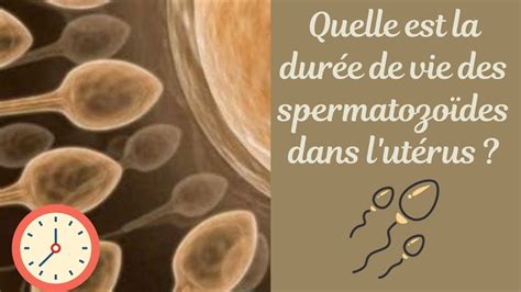 temps spermatozoïdes ovule|Quelle est la durée de vie des spermatozoïdes